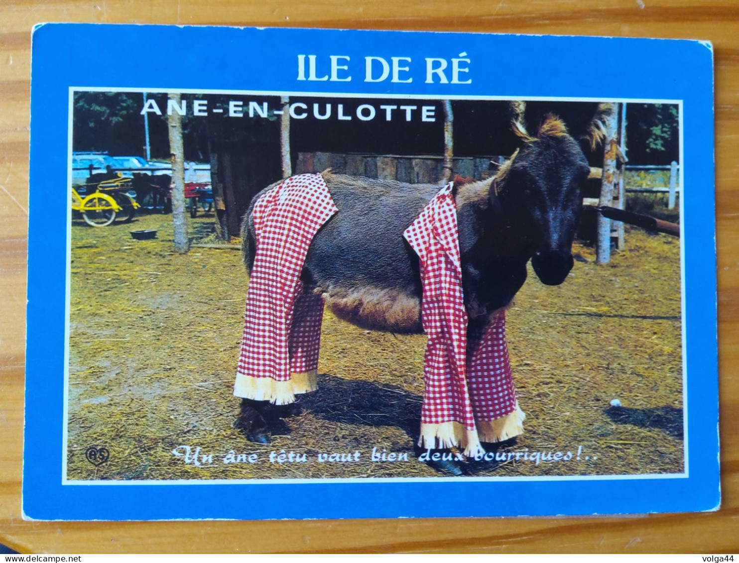 17 - CP - ILE DE RE - ANE EN CULOTTE - Ile De Ré