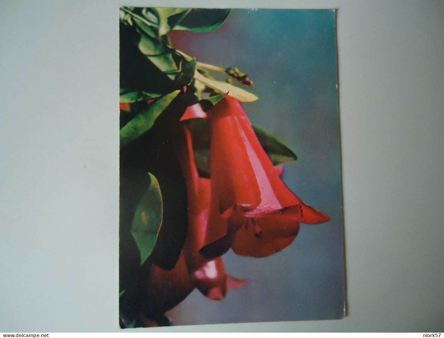 CHILE POSTCARDS  1973 FLOWERS MORE PURHASES 10% DISCOUNT - Chili
