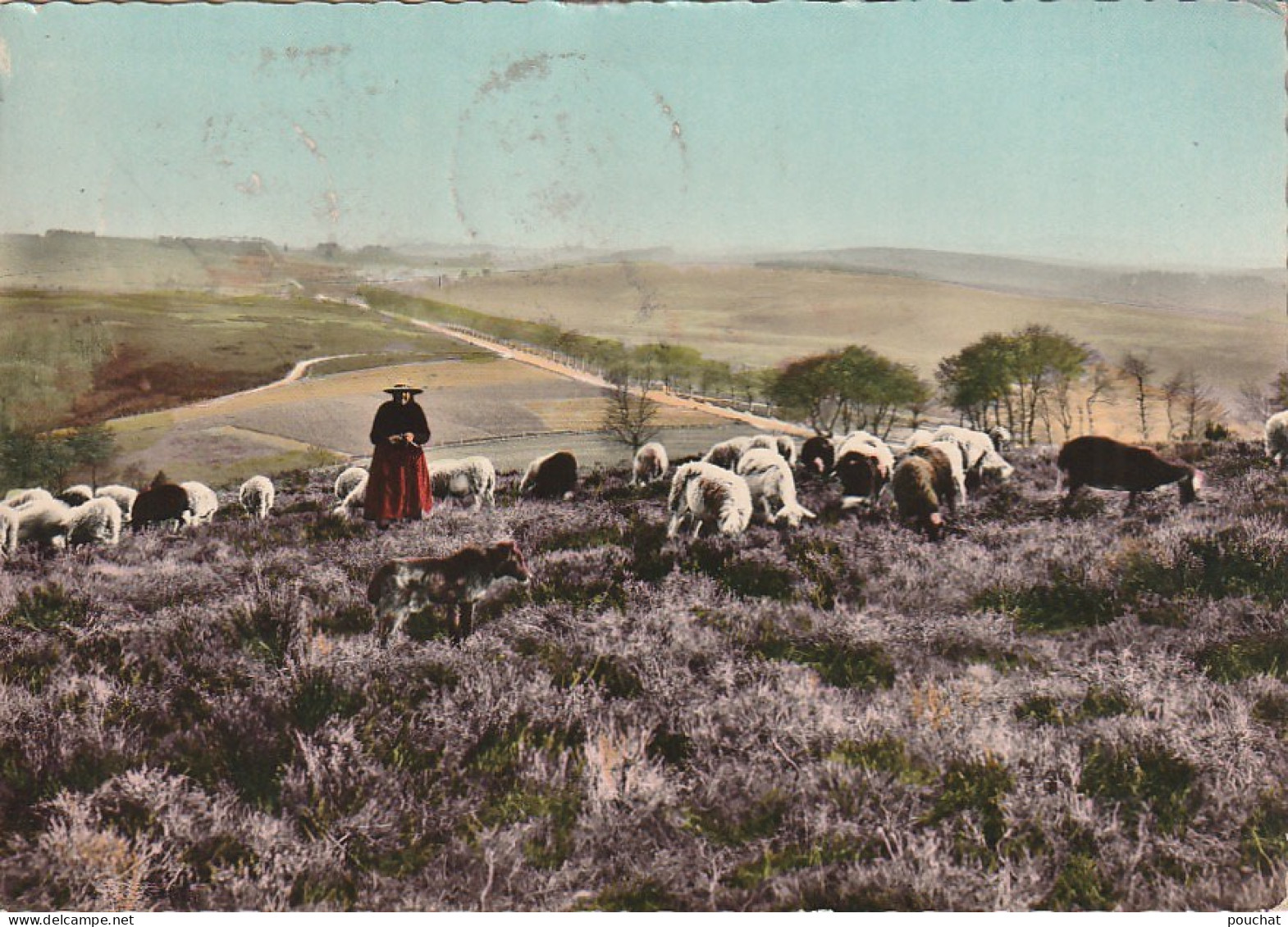 XXX -(19) PAYSAGE DE LA HAUTE CORREZE - PLATEAU DE MILLEVACHE - MOUTONS AU MONT ANDOUZE - 2 SCANS - Other & Unclassified