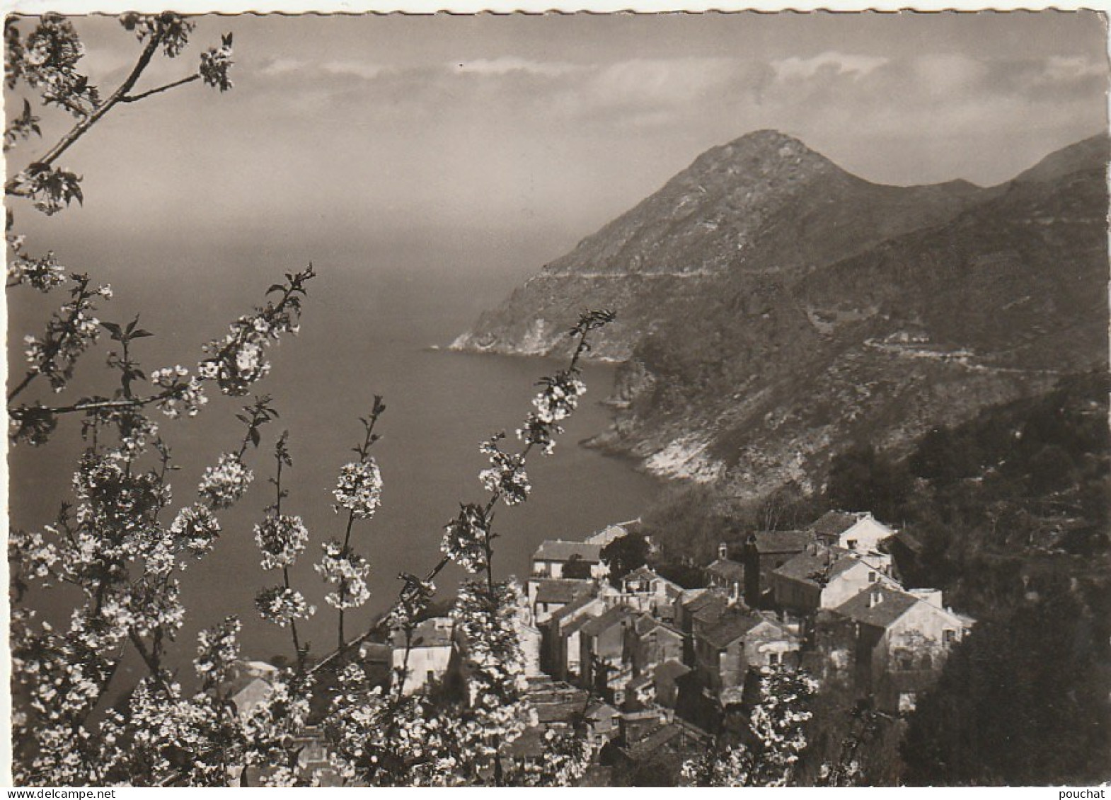 XXX -(20) CANARI - PRINTEMPS DANS LE CAP CORSE  - 2 SCANS - Autres & Non Classés