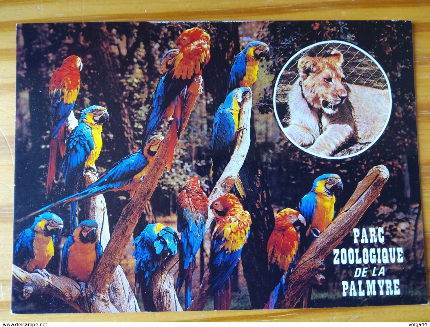 17 - CP - LA PALMYRE - Parc Zoologique - Aras - Lion - Pájaros