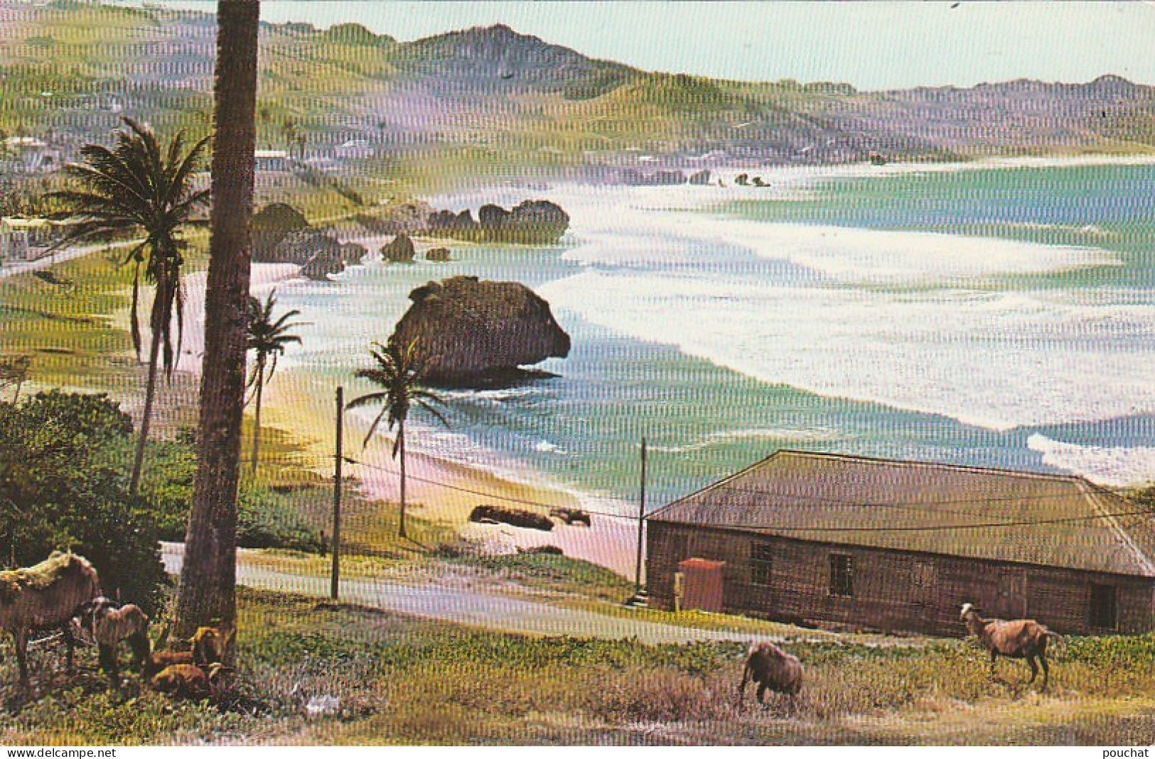 XXX - BARBADOS , WEST INDIES - ST JOSEPH - BLACK BELLY SHEEP - BARBADE - TROUPEAU DE MOUTONS - 2 SCANS - Barbados (Barbuda)