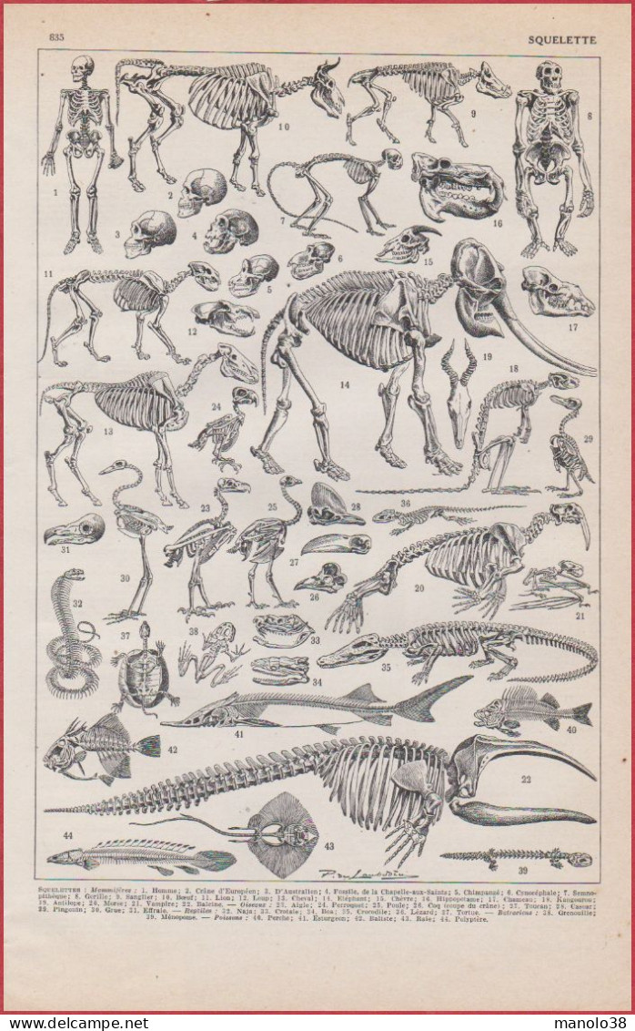 Squelettes D'animaux, Squelette D'homme, Illustration P De Laubadère. Larousse 1948. - Documents Historiques