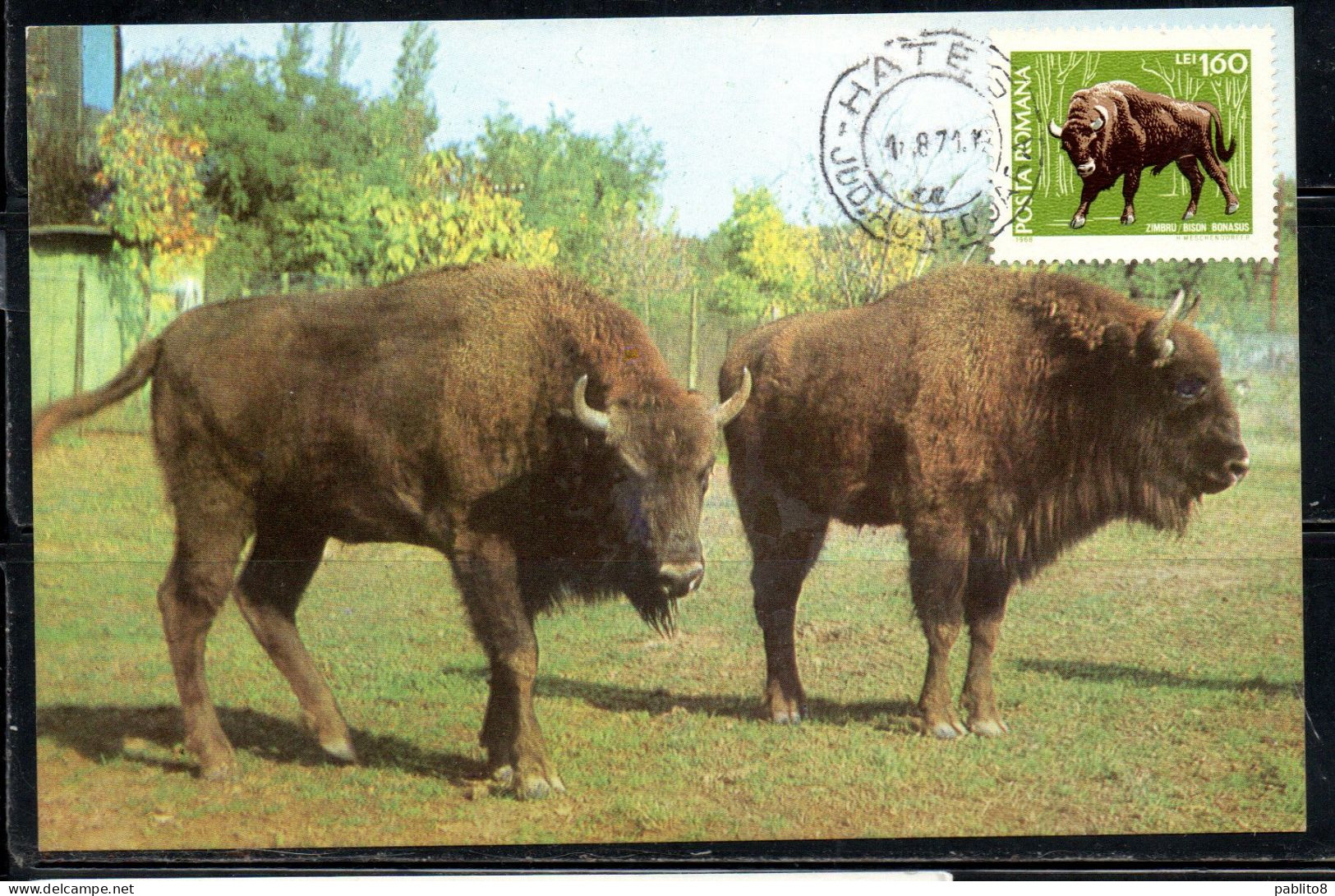 ROMANIA 1968 THE EUROPEAN BISON BONASUS ZIMBRU BISONTE NATURAL PARK PROTECTED ANIMAL FAUNA 1.60L MAXI MAXIMUM CARD - Maximumkaarten