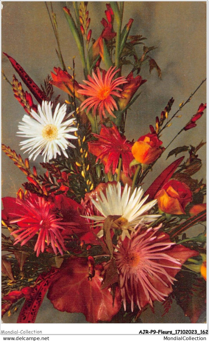 AJRP9-0966 - FLEURS - CRYSANTHEMES - Flowers
