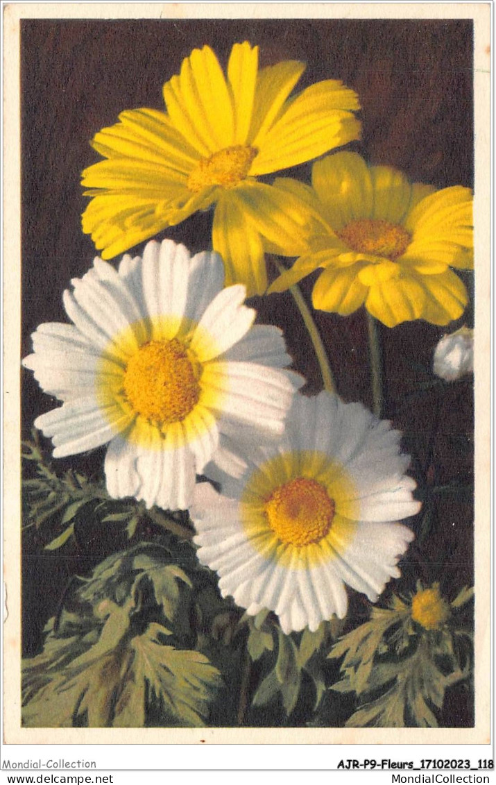 AJRP9-0944 - FLEURS - CRYSANTHEMUM SEGETUM - Flowers