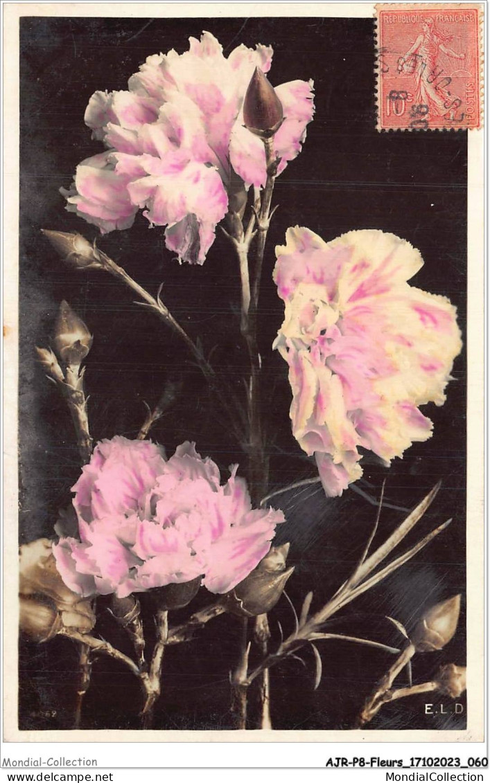 AJRP8-0814 - FLEURS - OELLET  - Flowers