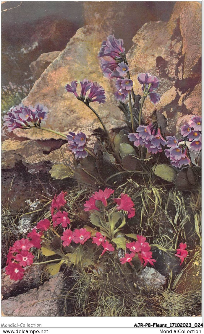 AJRP8-0796 - FLEURS - FLEUR DE LIN ROUGE ET BLEU - Blumen