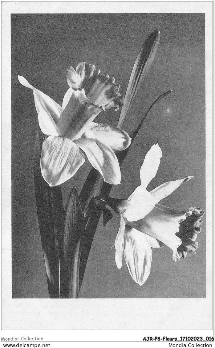 AJRP8-0792 - FLEURS - CATTLEYA  - Flores