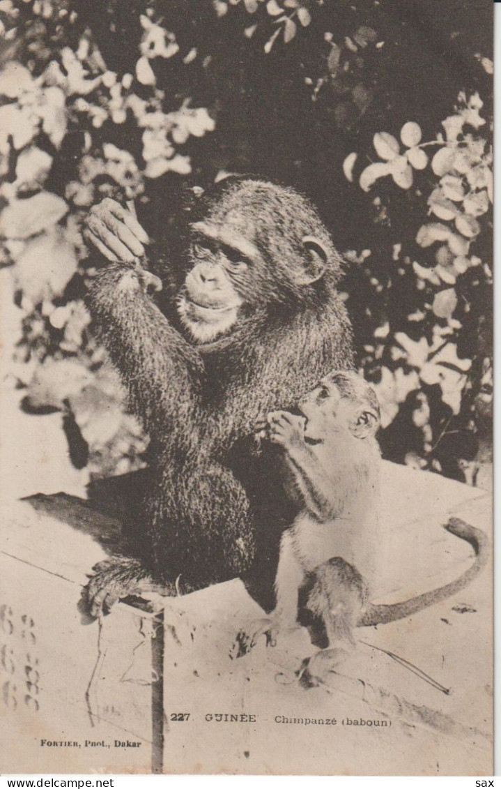 2418-205  Av 1905 N°227 Guinée Chimpanzé Fortier Photo Dakar   Retrait 18-05 - Senegal
