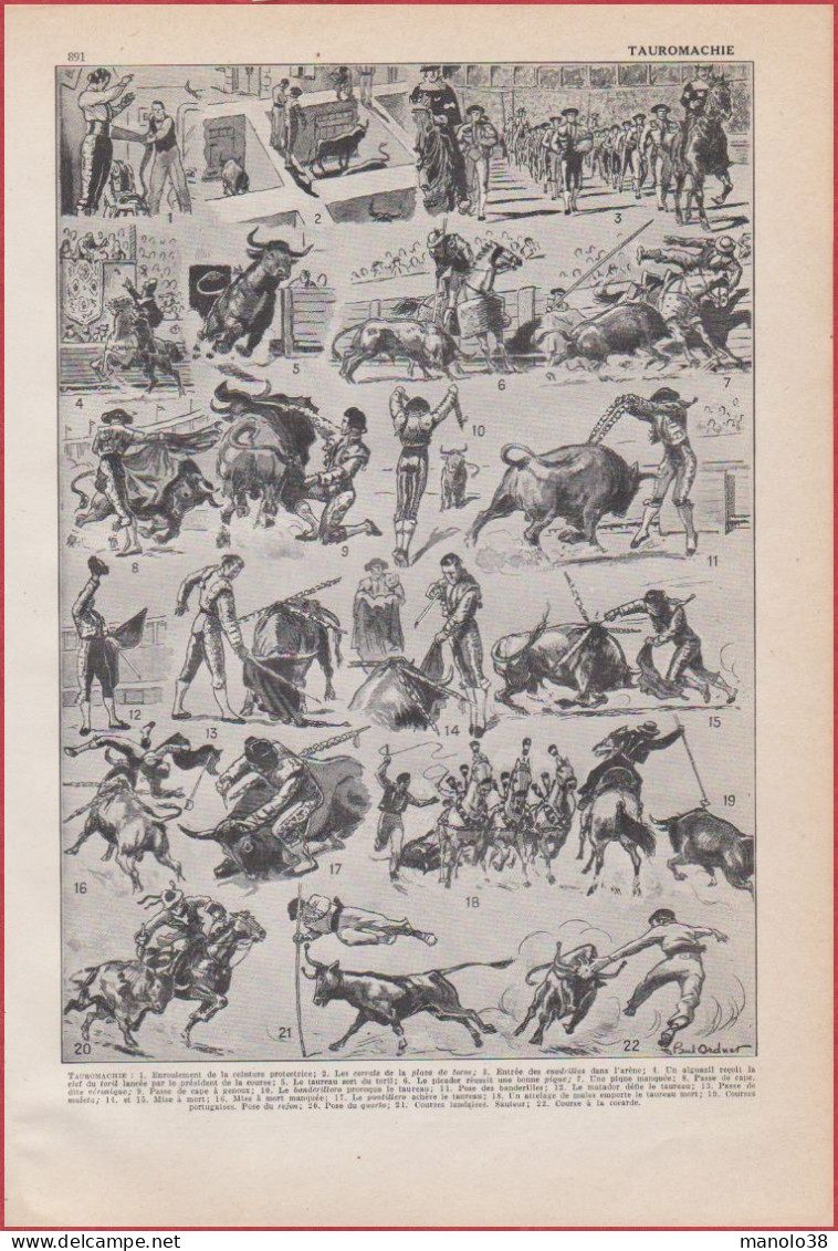 Taureau. Taureaux. Tauromachie. Corrida. Illustration Paul Ordner. Larousse 1948. - Documents Historiques