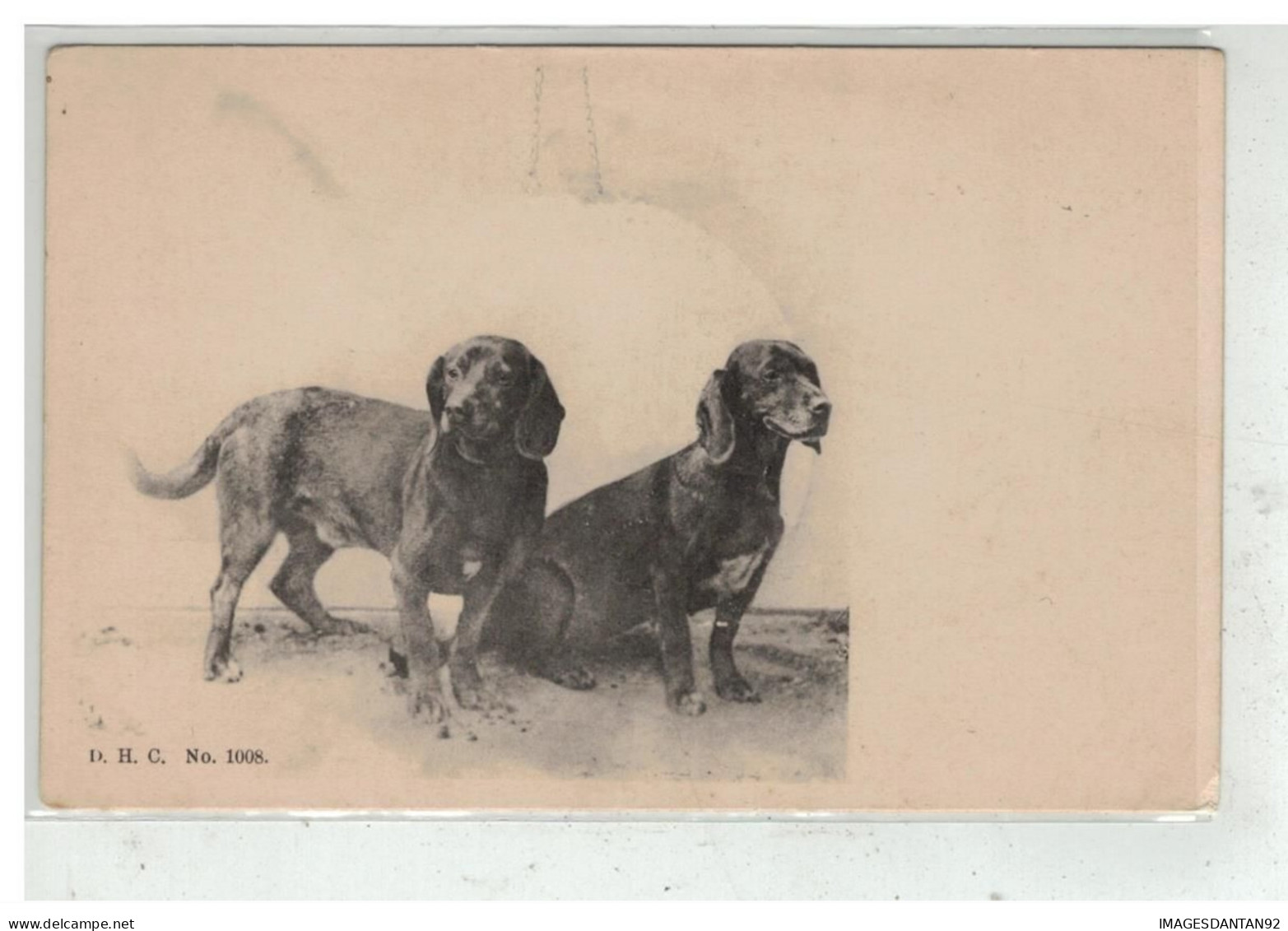 CHIEN #17240 2 BEAUX CHIENS DE CHASSE BRAQUE - Dogs