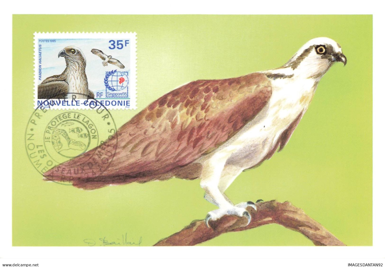 CARTE MAXIMUM #23567 NOUVELLE CALEDONIE NOUMEA 1995 OISEAU DE MER PANDION HALIAETUS - Tarjetas – Máxima