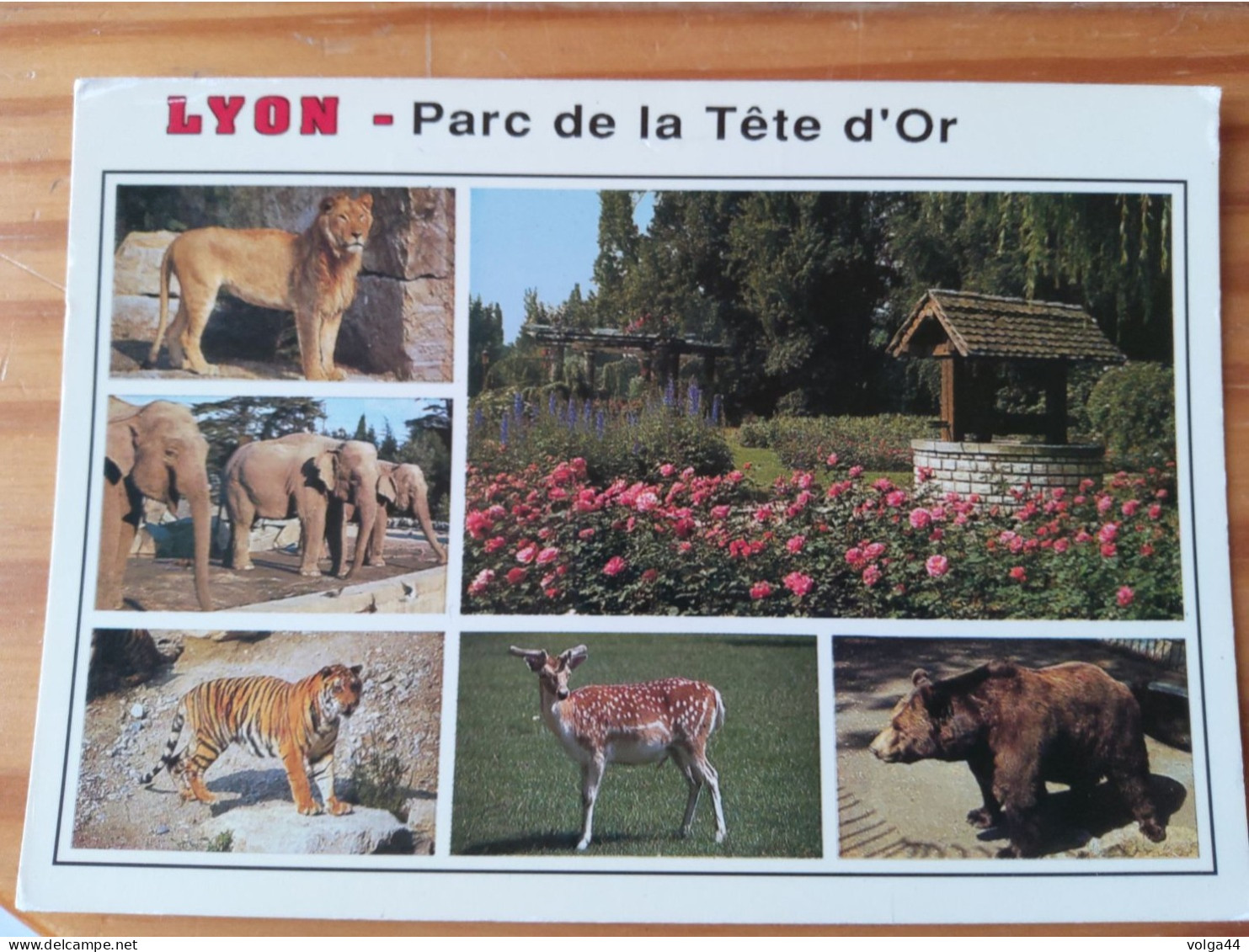 69 - CP - LYON - Parc De  La Tête D'Or - Jardin Zoologique  - Ours - Éléphants- Lion - Tigre - Other & Unclassified