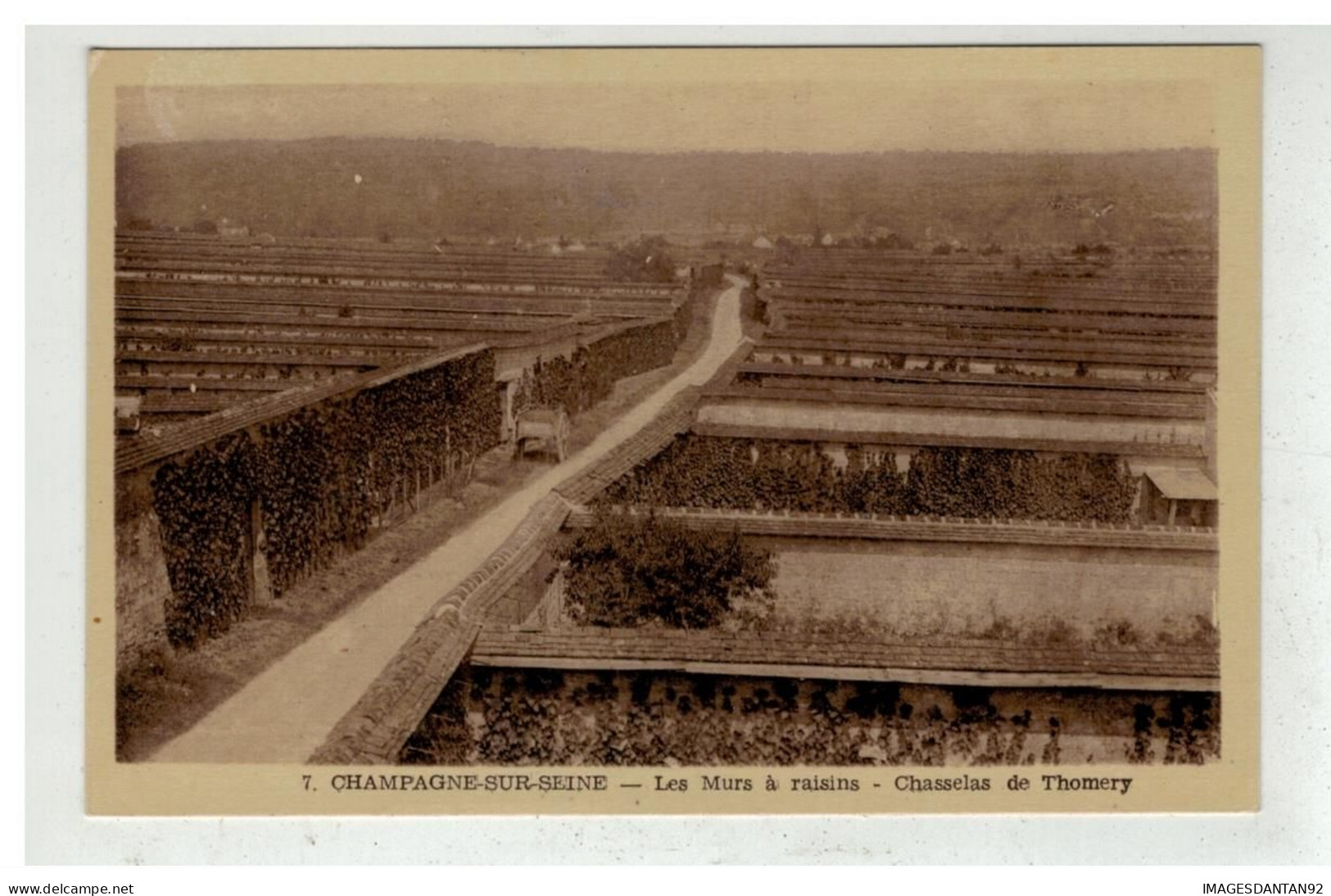 77 CHAMPAGNE SUR SEINE #19817 LES MURS A RAISINS CHASSELAS DE THOMERY VIGNES VIN - Champagne Sur Seine