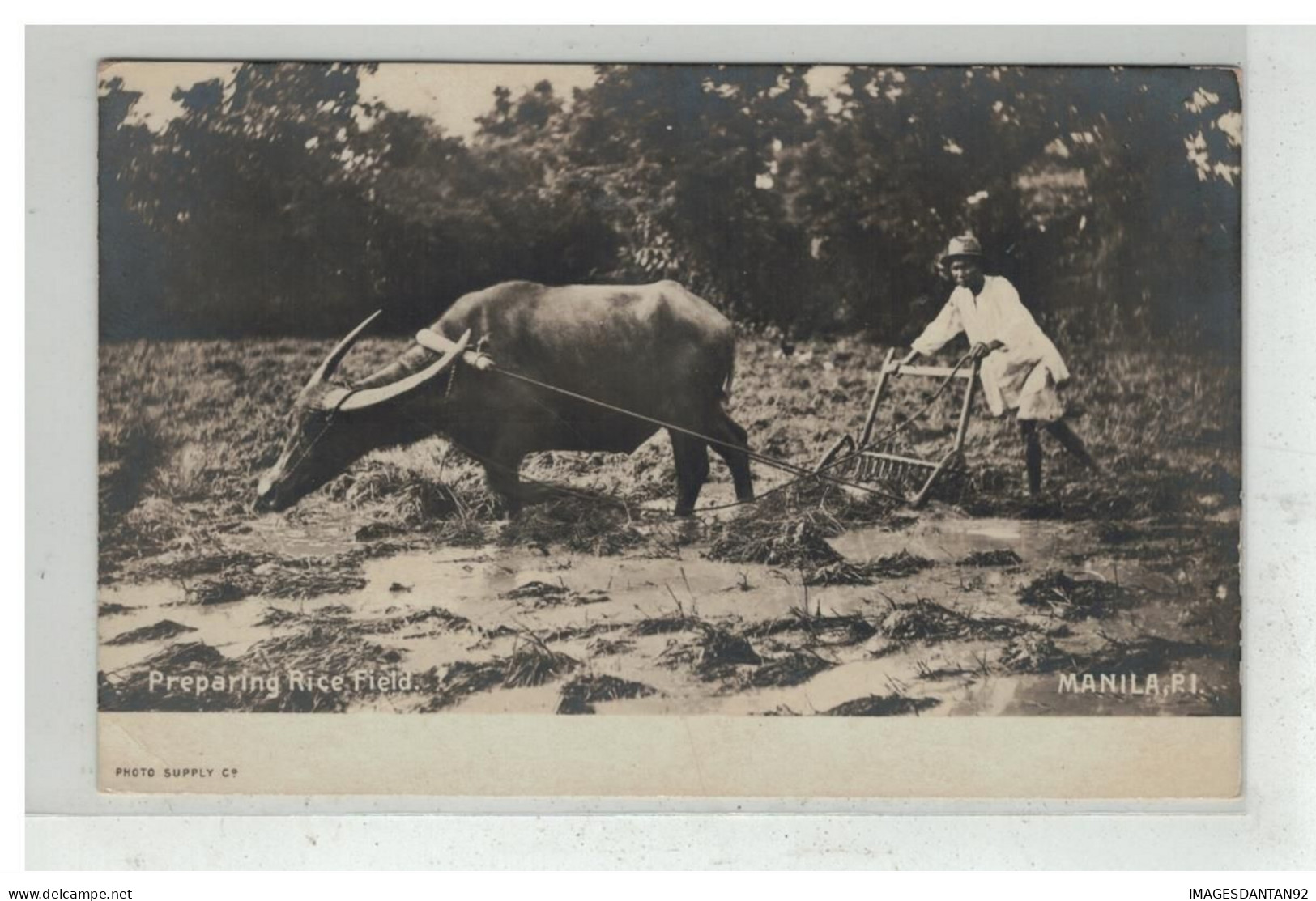 PHILIPPINES FILIPINAS #17877 PREPARING RICE FIELD MANILA HERSE LABOUR BUFFLE BUFFALO AGRICULTURE RIZIERE - Filippijnen