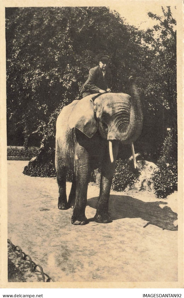 BELGIQUE #26007 ANVERS ANTWERPEN JARDIN ZOOLOGIQUE ELEPHANT D AFRIQUE - Antwerpen