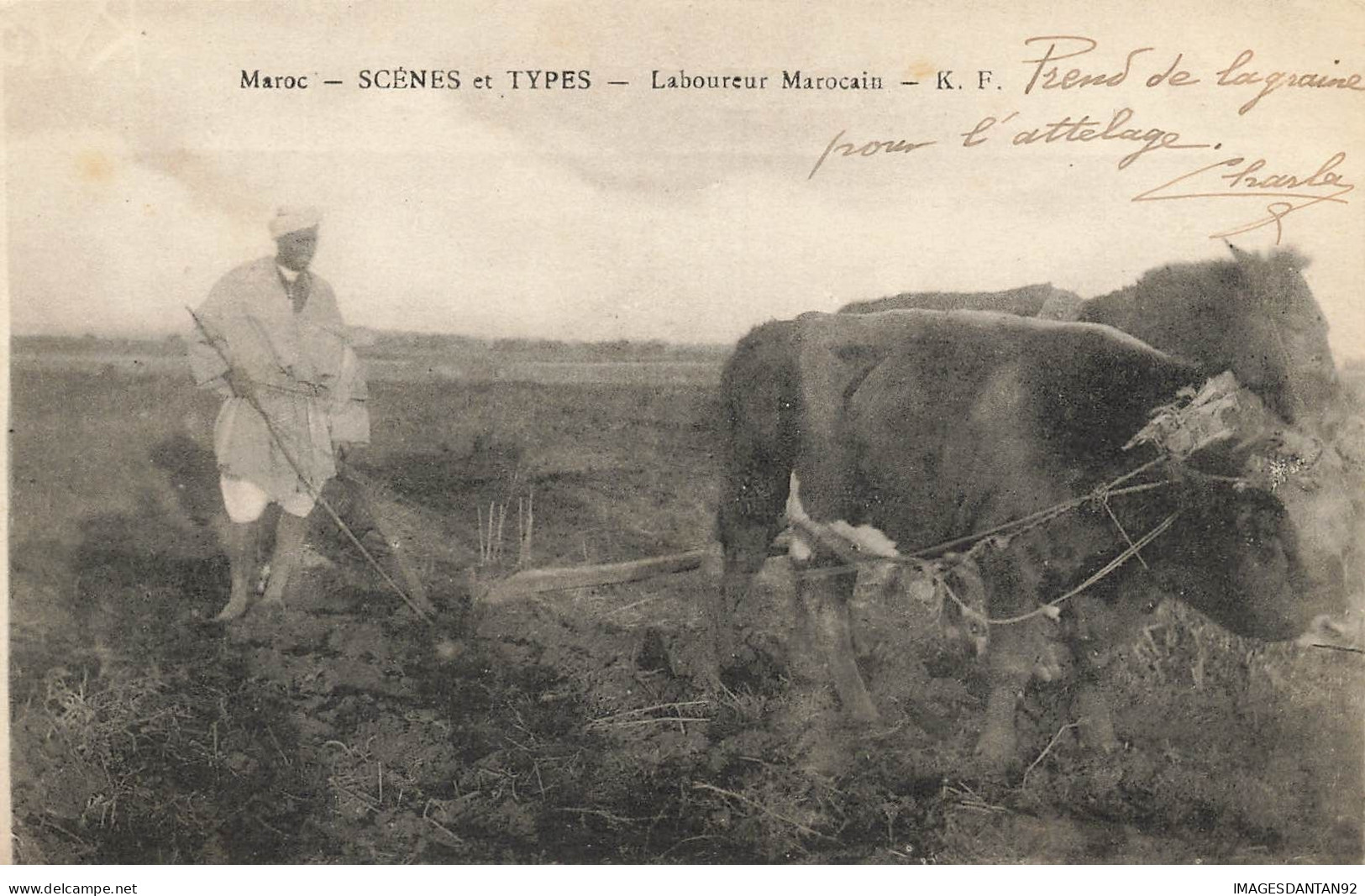 MAROC #28529 SCENES ET TYPES LABOUREUR MAROCAIN ATTELAGE DE BOEUFS - Autres & Non Classés