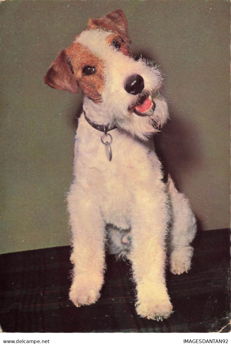 CHIEN DOG #27538 CHIEN FOX TERRIER PORTRAIT - Perros