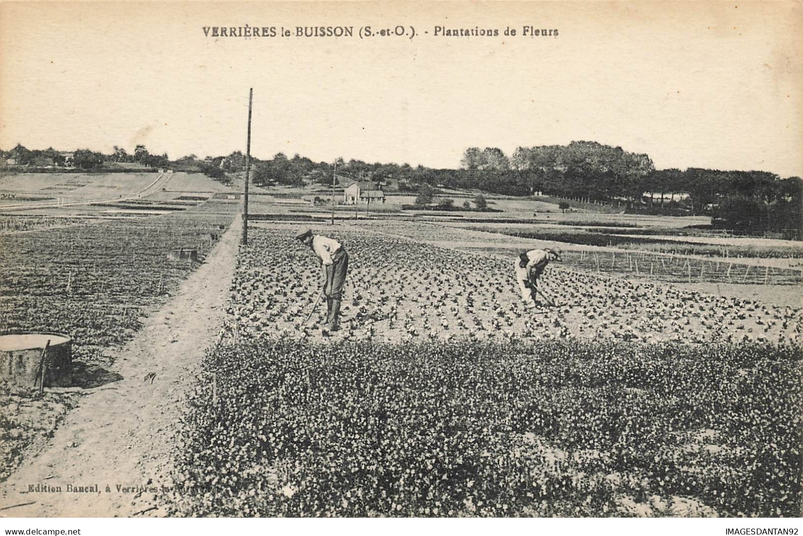91 VERRIERES LE BUISSON #26595 PLANTATIONS DE FLEURS HORTICULTEURS AGRICULTURE - Verrieres Le Buisson