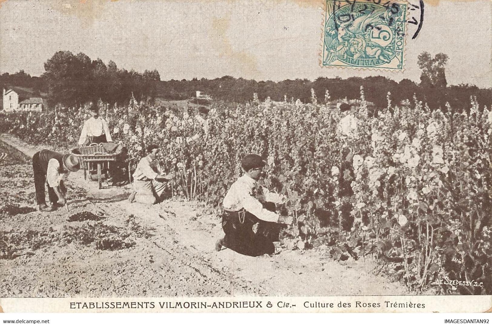 91 VERRIERES LE BUISSON #26593 ETABLISSEMENTS VILMORIN ANDRIEUX CULTURE ROSES HORTICULTEURS AGRICULTURE - Verrieres Le Buisson