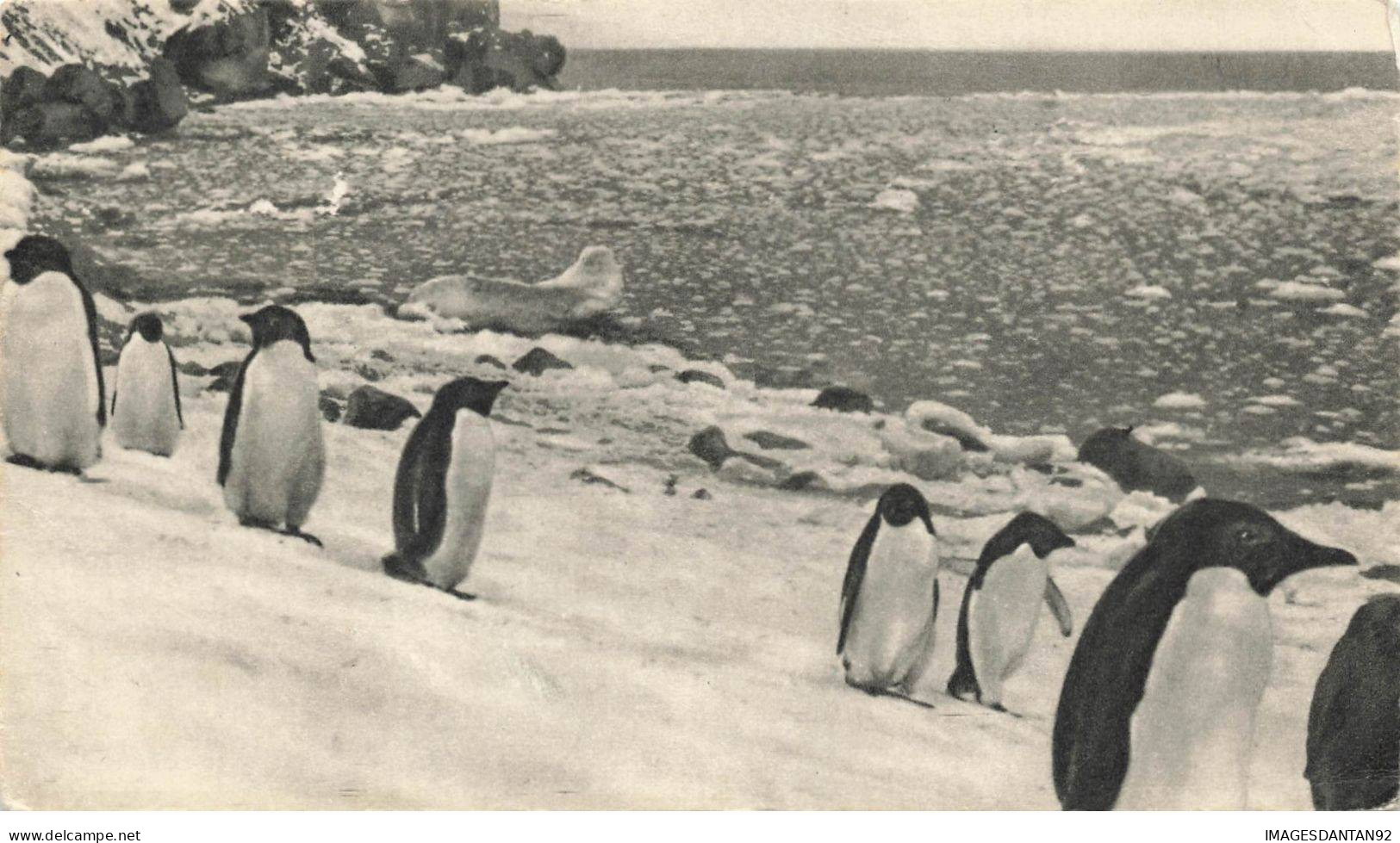 ILES FALKLAND ISLAND #32572 DANS LE SILLAGE DE BOUGAINVILLE - Isole Falkland