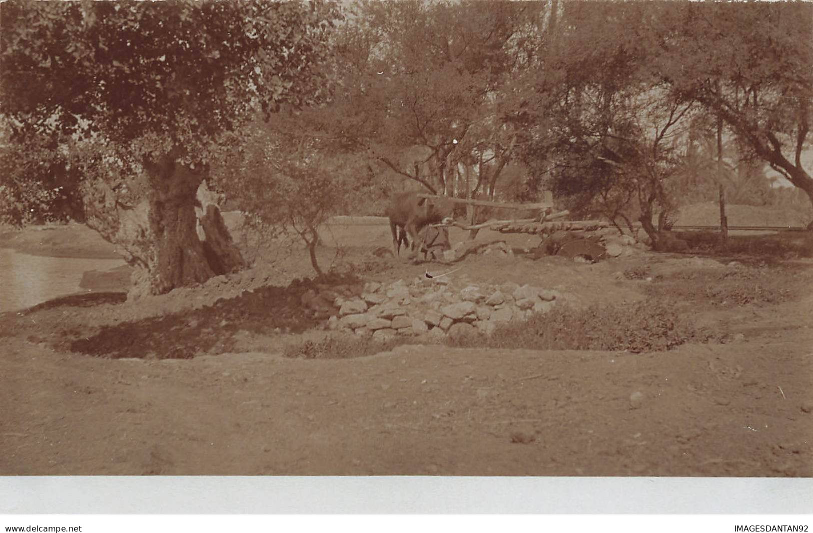 EGYPTE EGYPT #32426 PUIT ET BOEUF CARTE PHOTO - Otros & Sin Clasificación