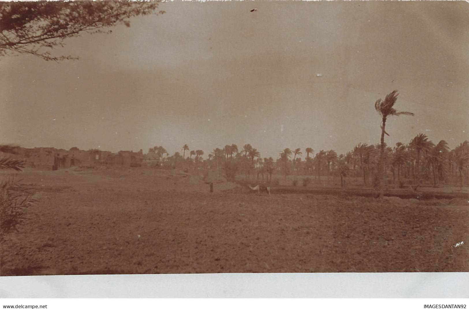 EGYPTE EGYPTE #32420 PAYSAGE CARTE PHOTO - Otros & Sin Clasificación