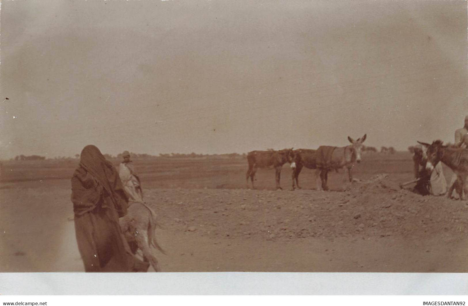 EGYPTE EGYPTE #32422 GROUPE D ANES CARTE PHOTO - Andere & Zonder Classificatie