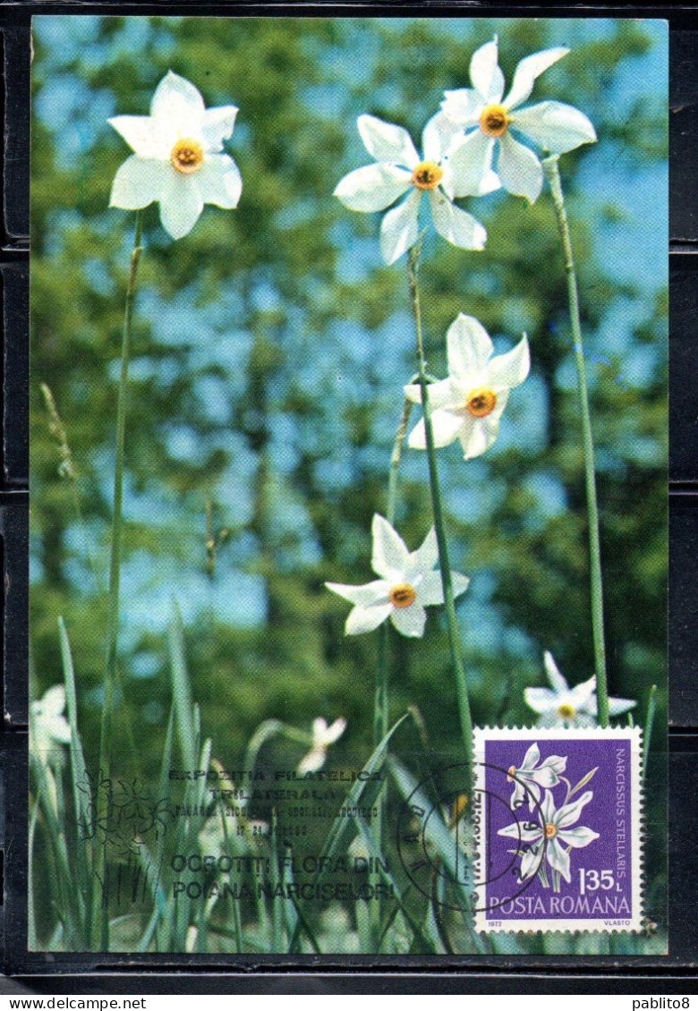 ROMANIA 1972 PROTECTED FLOWERS FLOWER NACISSUS NARCISO 1.35L MAXI MAXIMUM CARD - Maximum Cards & Covers