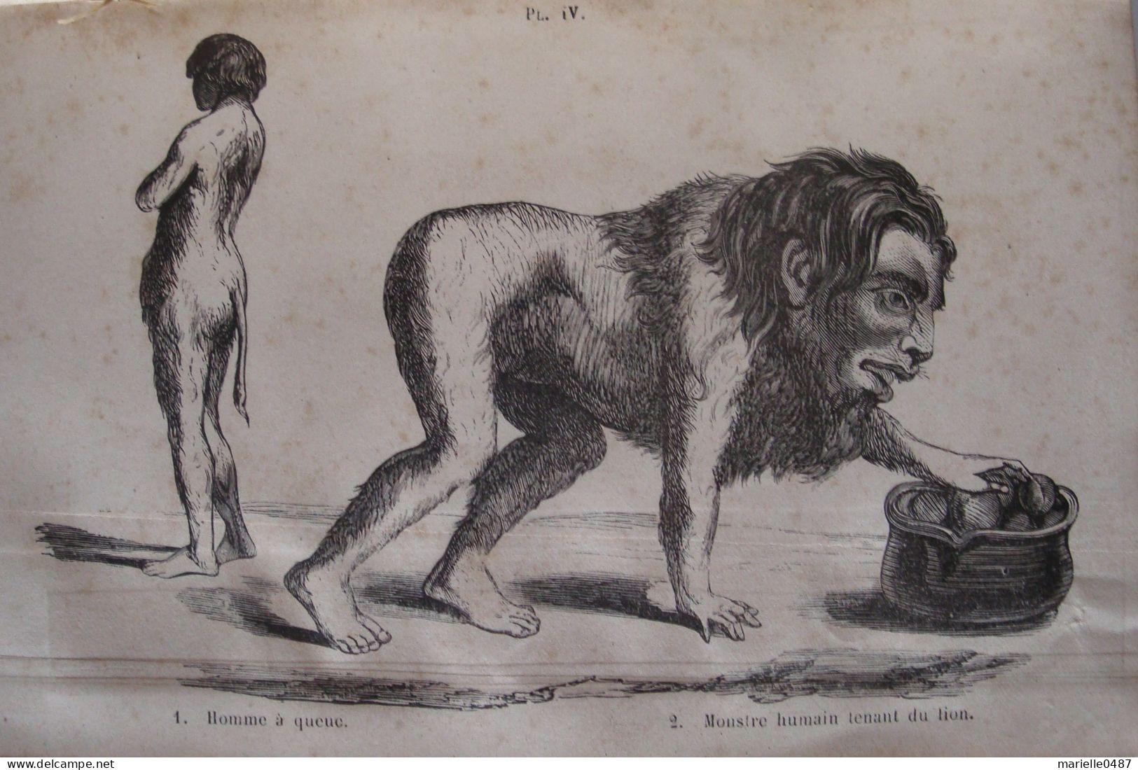 A. DEBAY - Histoire Naturelle De L'Homme Et De La Femme (...) Race Humaine Primitive, 1875 Signé Par L'auteur - 1801-1900