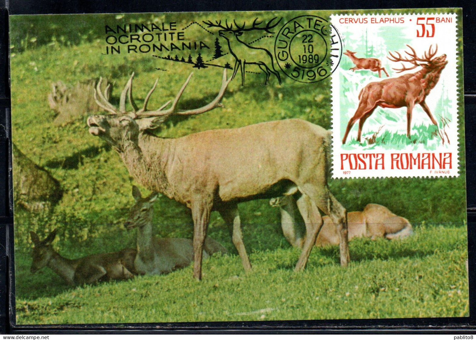 ROMANIA 1977 FAUNA PROTECTED BIRDS AND ANIMALS RED DEER 55b MAXI MAXIMUM CARD - Maximumkaarten