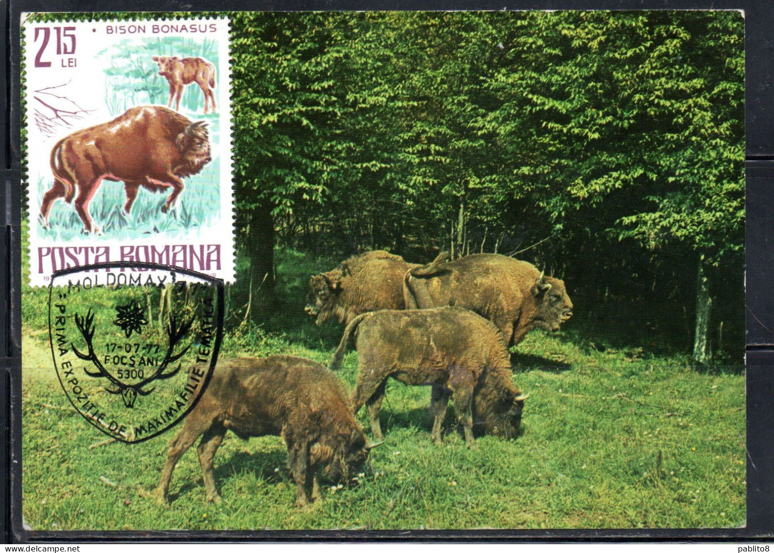 ROMANIA 1977 FAUNA PROTECTED BIRDS AND ANIMALS BISON BISONTE 2.15L MAXI MAXIMUM CARD - Maximumkaarten