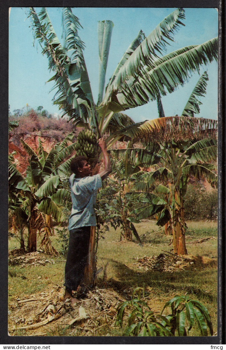 Jamaica, Harvesting Bananas, Mailed In 1953 - Other & Unclassified
