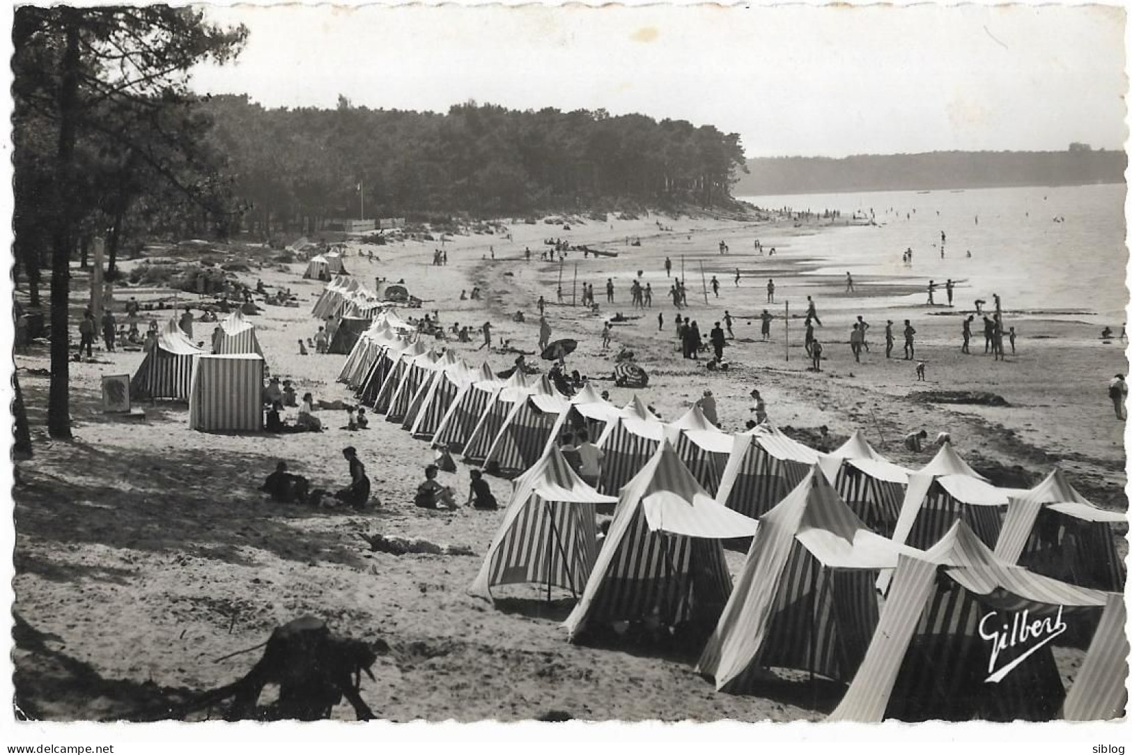 CPSM - RONCE LES BAINS - Plage Et Forêt - Otros & Sin Clasificación