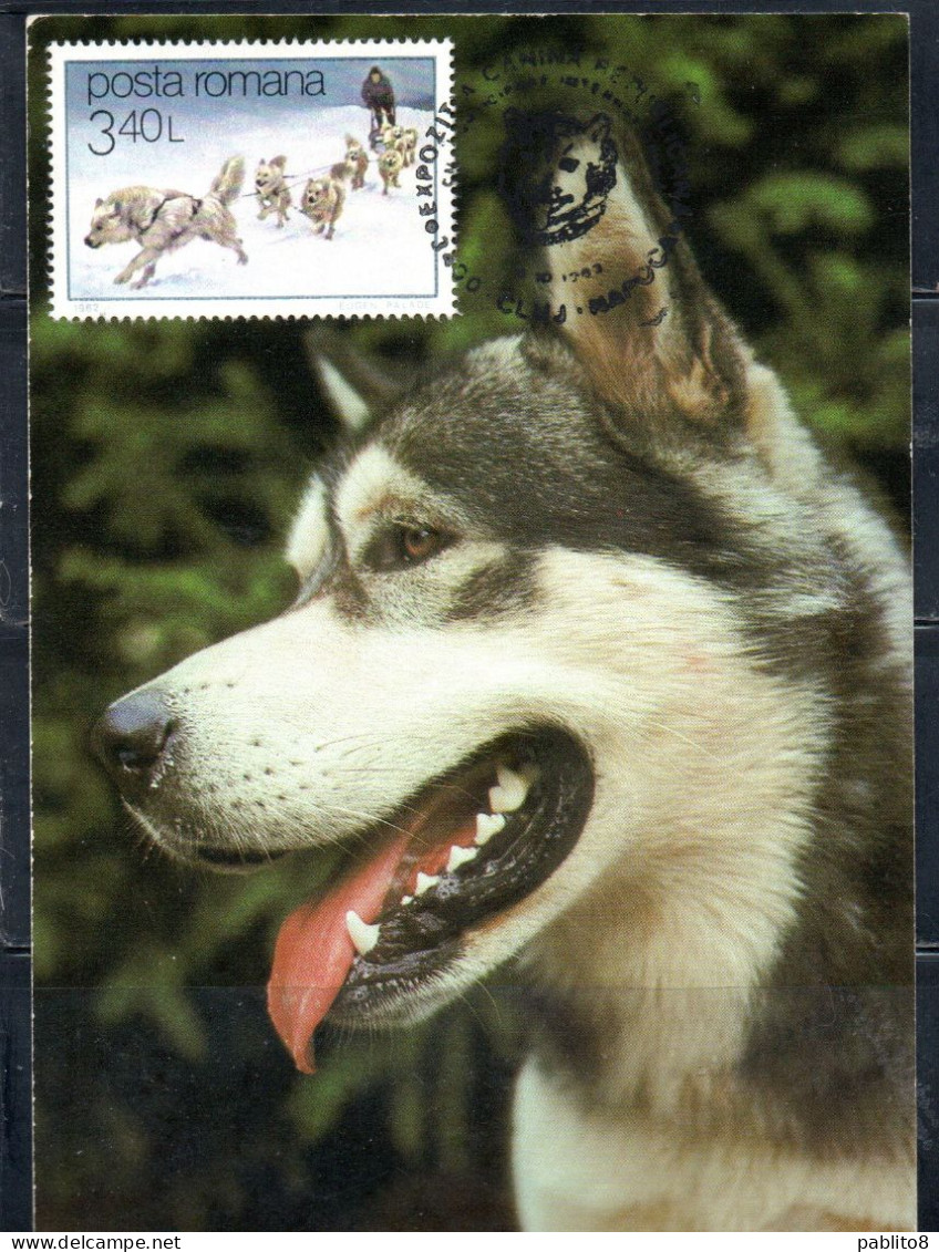 ROMANIA 1982 DOG SLED  3.40L MAXI MAXIMUM CARD - Maximum Cards & Covers