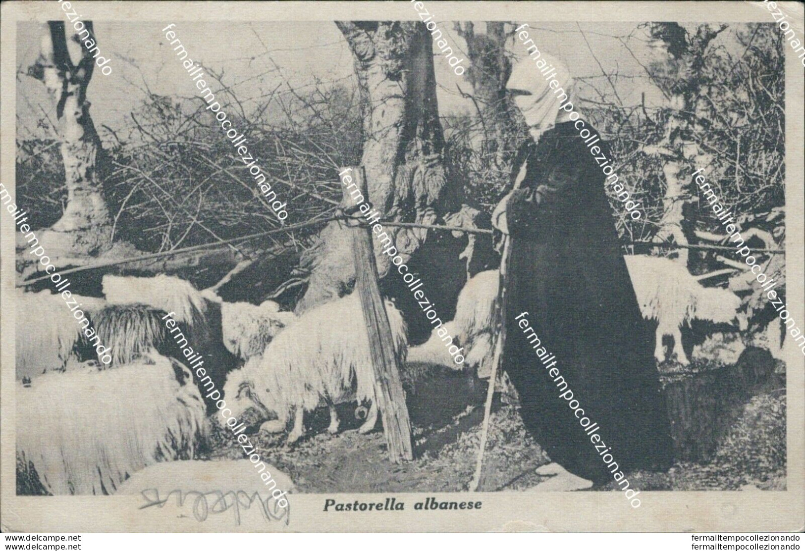 Bg648 Cartolina Pastorella Albanese Albania - Autres & Non Classés