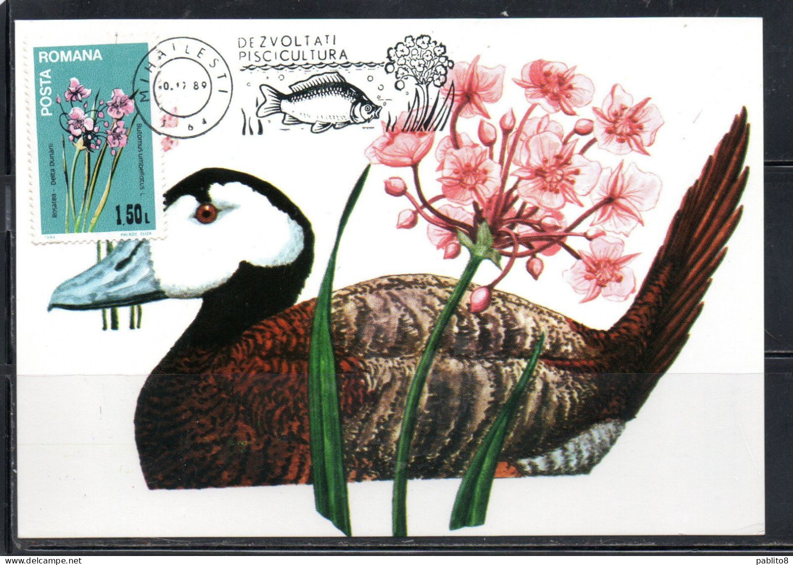 ROMANIA 1984 DANUBE FLOWERS FLORA BUTOMUS UMBELLATUS 1.50L MAXI MAXIMUM CARD - Maximumkarten (MC)