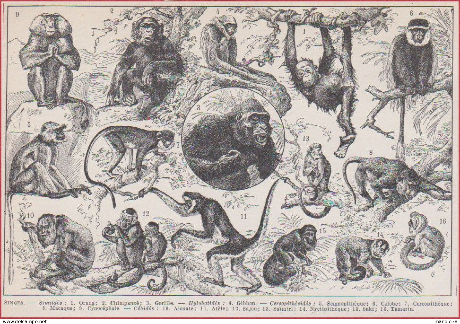 Singes. Singe. Orang-outan Chimpanzé, Gorille, Gibbon, Colobe Cercopithèque, Macaque ... Larousse 1948. - Historische Dokumente