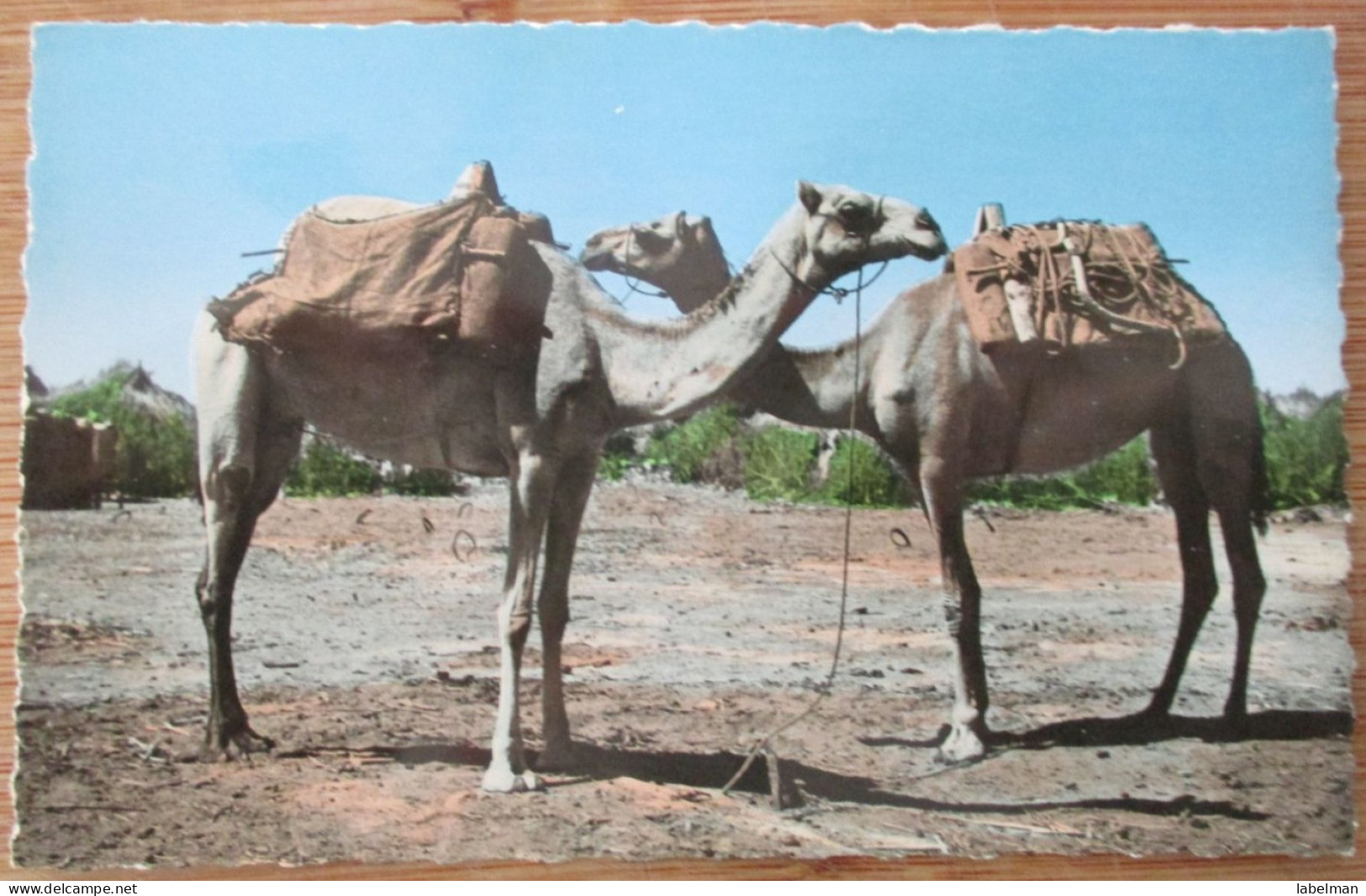 YEMEN ADEN DESERT CAMELS CARTE POSTALE PHOTO POSTCARD CARD CP PC AK ANSICHTSKARTE CARTOLINA POSTKARTE - Yémen