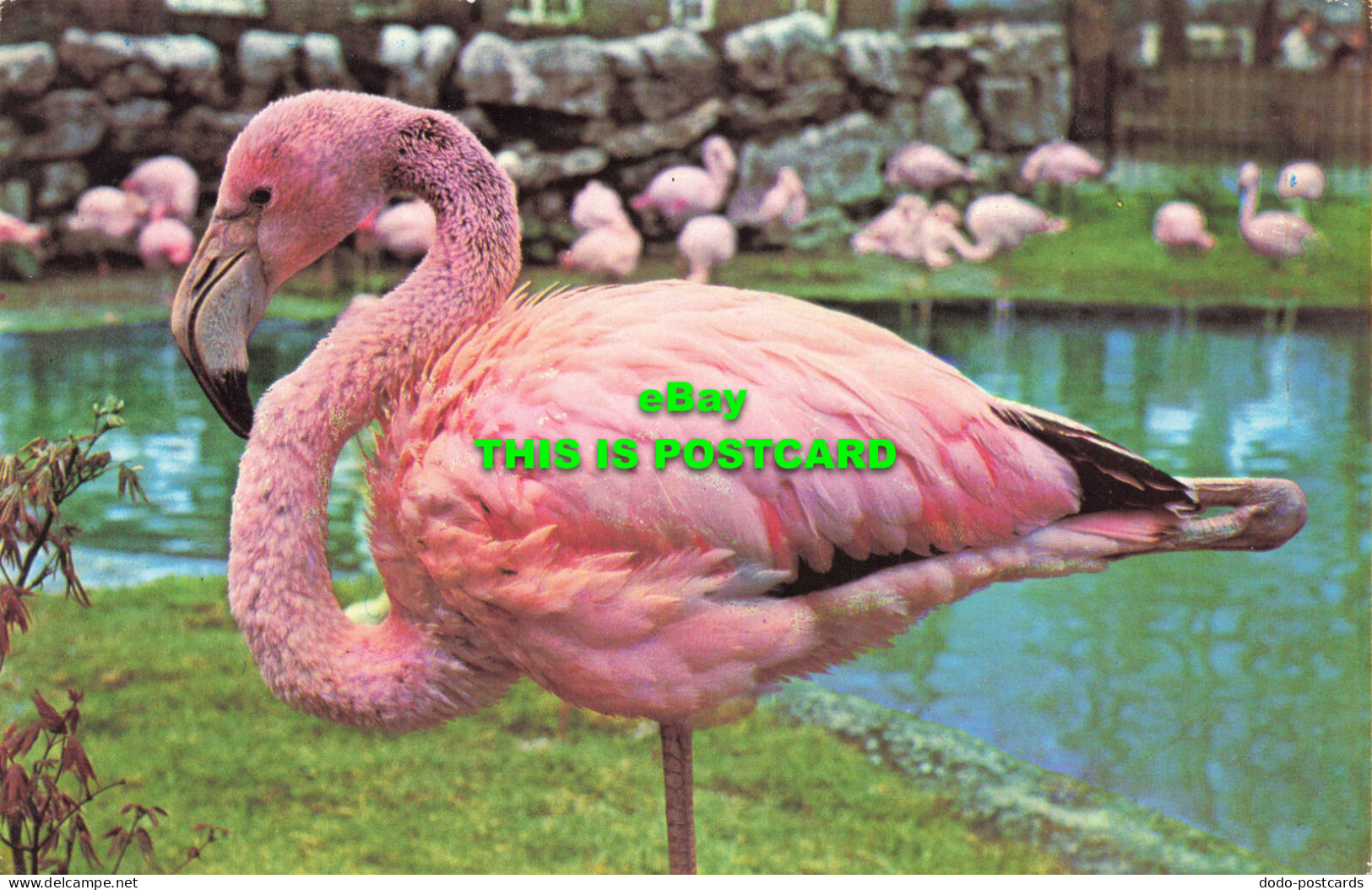R573038 Rosy Flamingo At London Zoo. M. Lyster. Precision - Sonstige & Ohne Zuordnung