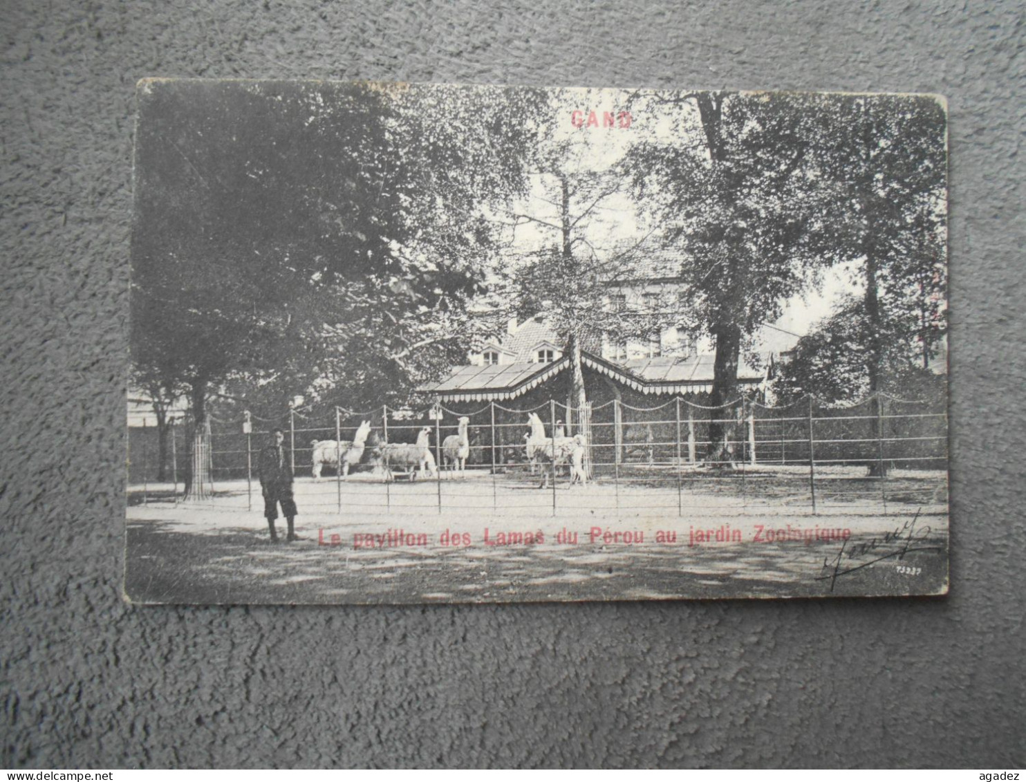 CPA Gent Gand Le Pavillon Des Lamas Du Pérou Au Jardin Zoologique - Gent