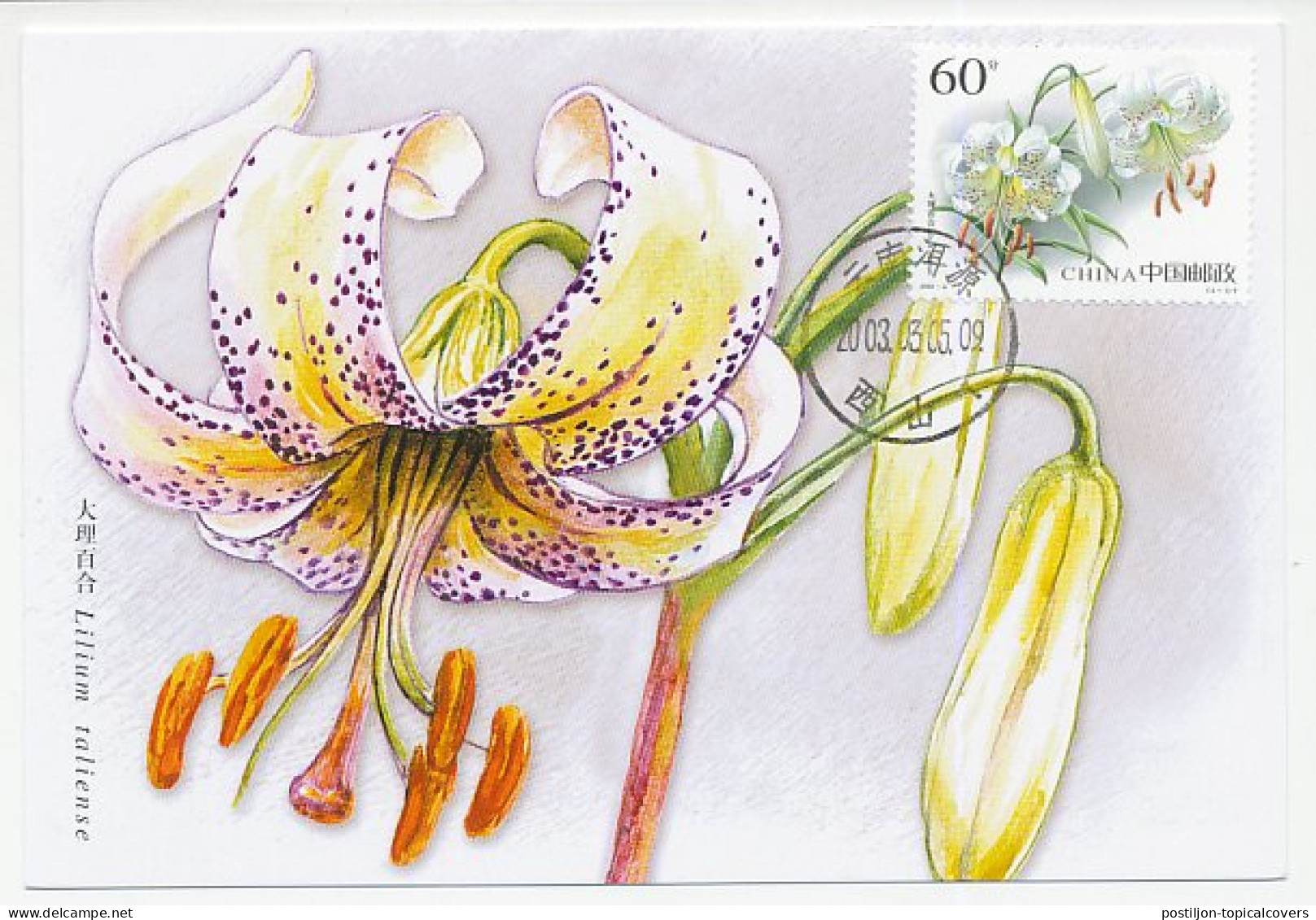 Maximum Card China 2003 Lily - Lilium Taliense - Autres & Non Classés