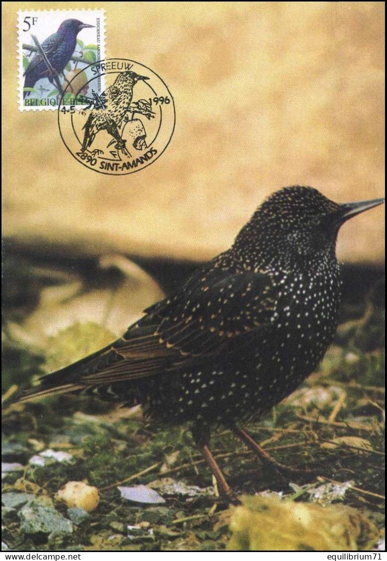 CM/MK - 2638° - Étourneau / Spreeuw / Star / Starling - BUZIN - Sint-Amands - 04-05-1996 - 1985-.. Birds (Buzin)