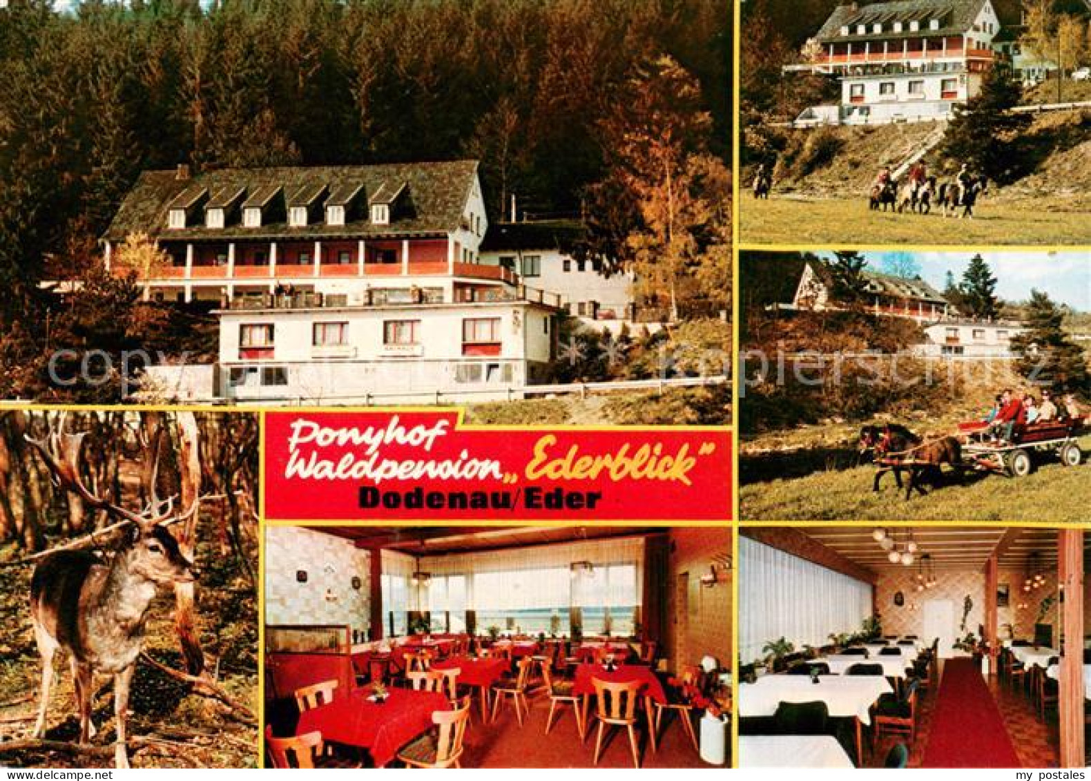 73651925 Dodenau Ponyhof Waldpension Ederblick Gastraeume Hirsch Pferdekutsche D - Otros & Sin Clasificación