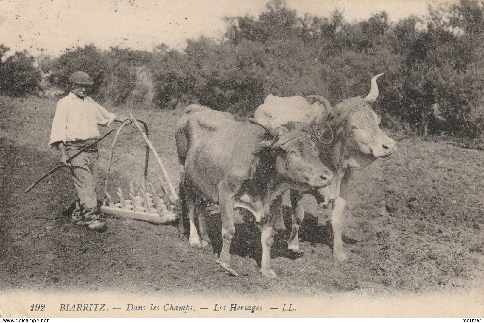 Biarritz. Dans Les Champs- Les Hersages- Homme Et Boeufs Au Travail - Otros & Sin Clasificación