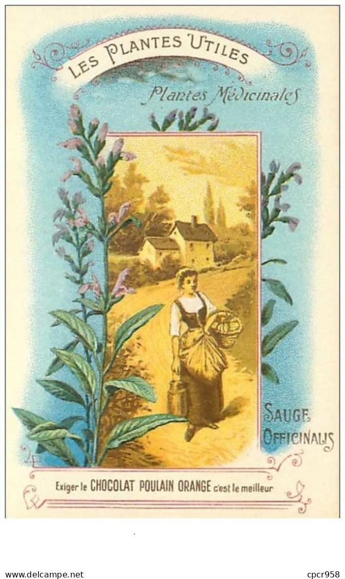 Chromos .n°42427 . Sauge Officinale. Cacao Poulain. Plantes Utiles Médicinales. Fleurs Plantes .format 10.5x7 Cm. - Poulain