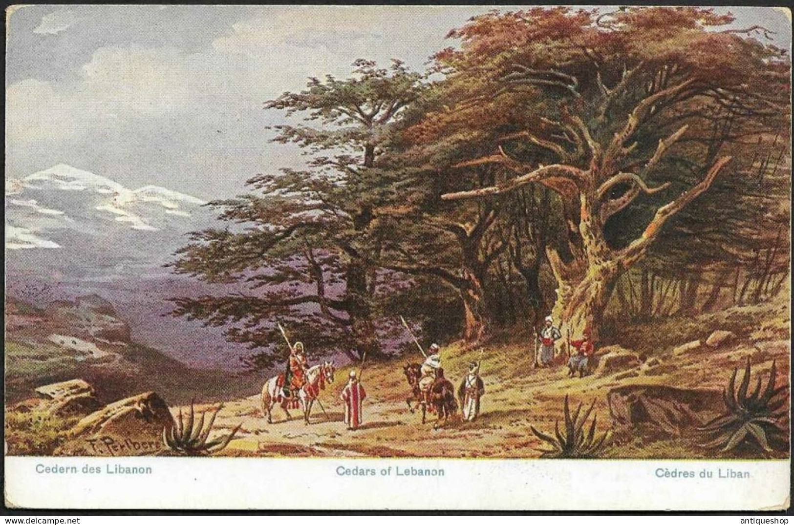 Lebanon-----Cedars Of Lebanon-----old Postcard - Libanon