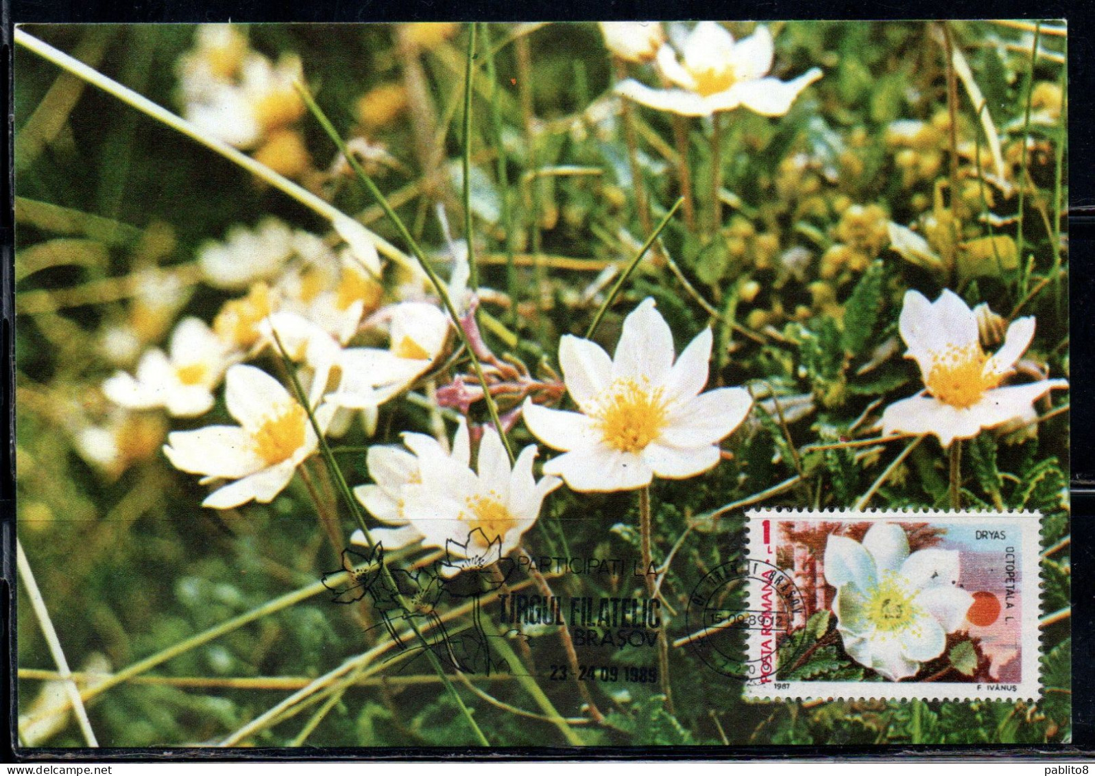 ROMANIA 1987 FLORA AND FAUNA FLOWERS DRYAS OCTOPECTALA FLOWER 1L MAXI MAXIMUM CARD - Maximum Cards & Covers