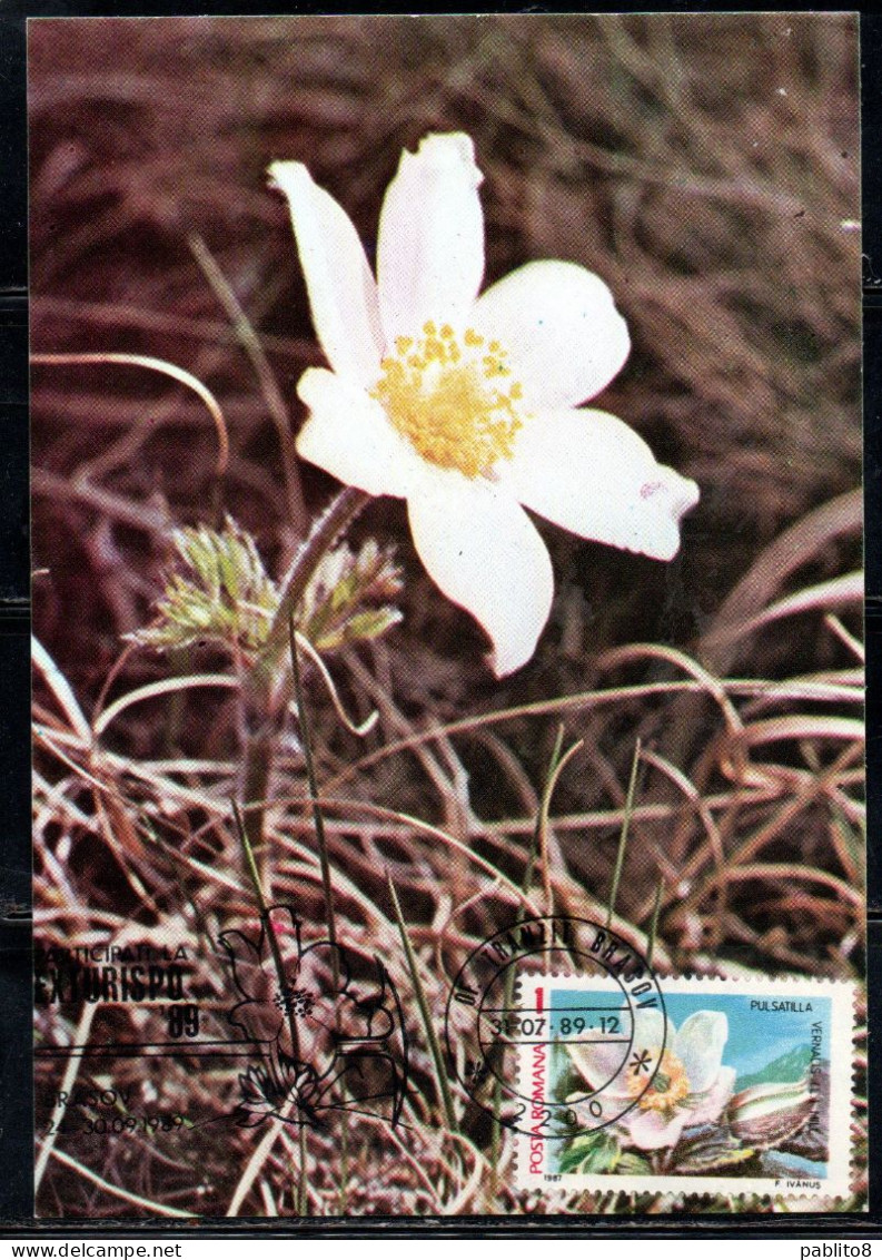 ROMANIA 1987 FLORA AND FAUNA FLOWERS PULSATILLA VERNALIS FLOWER 1L MAXI MAXIMUM CARD - Maximumkaarten